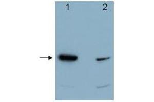 Western Blotting (WB) image for anti-Programmed Cell Death 4 (PDCD4) (C-Term) antibody (ABIN129709)