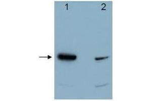 Western blot using  affinity purified anti-Pdcd4 antibody shows detection of a band ~52 kDa in size corresponding to Pdcd4 (arrowhead).