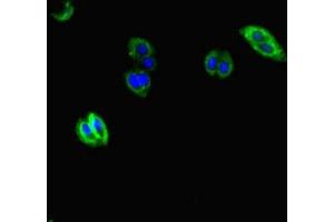 Immunofluorescent analysis of HepG2 cells using ABIN7157934 at dilution of 1:100 and Alexa Fluor 488-congugated AffiniPure Goat Anti-Rabbit IgG(H+L) (AVL9 antibody  (AA 162-432))