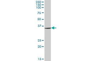 RPL6 MaxPab polyclonal antibody. (RPL6 antibody  (AA 1-288))