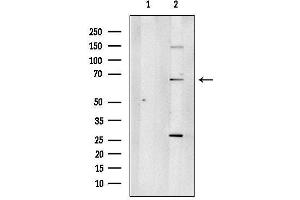 anti-DEAD (Asp-Glu-Ala-Asp) Box Polypeptide 55 (DDX55) (Internal Region) antibody