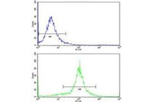 Flow cytometric analysis of WiDr cells using ACADM antibody (bottom histogram) compared to a negative control (top histogram). (Medium-Chain Specific Acyl-CoA Dehydrogenase, Mitochondrial (MCAD) (AA 189-217) antibody)