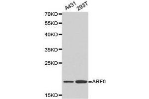 Western Blotting (WB) image for anti-ADP-Ribosylation Factor 6 (ARF6) antibody (ABIN1871073) (ARF6 antibody)