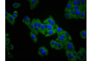 Immunofluorescence staining of HepG2 cells with ABIN7156434 at 1:133, counter-stained with DAPI. (ITGA3 antibody  (AA 168-276))