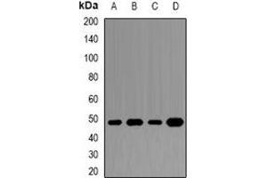 Western blot analysis of DAX1 expression in Jurkat (A), MCF7 (B), HepG2 (C), mouse spleen (D) whole cell lysates. (NR0B1 antibody)