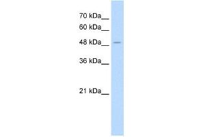 WB Suggested Anti-AADAT Antibody Titration:  1. (AADAT antibody  (N-Term))