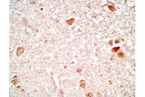 Rat brain tissue stained by Rabbit Anti_NERP-1 (Human) Antibody (NERP-1 antibody  (Preproprotein))