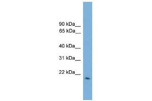 GPX2 antibody used at 0. (Glutathione Peroxidase 2 antibody  (Middle Region))