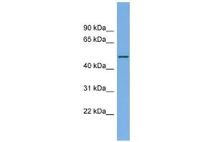 LIPI antibody used at 1 ug/ml to detect target protein. (Lipase I antibody  (Middle Region))