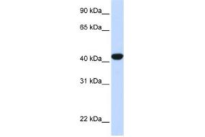 WB Suggested Anti-FAH Antibody Titration:  0. (FAH antibody  (N-Term))