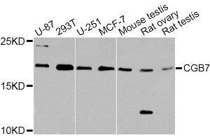 Western blot analysis of extracts of various cell lines, using CGB7 Antibody. (CGB7 antibody)