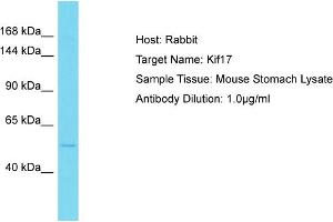 Host: Rabbit Target Name: Kif17 Sample Type: Mouse Stomach lysates Antibody Dilution: 1. (KIF17 antibody  (Middle Region))