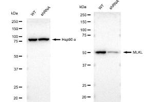 Western blotting analysis using MLKL antibody (ABIN7799479).