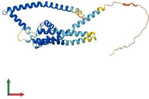 AlphaFold protein structure predicition of Human Recombinant KCNK16 Protein, UniprotID Q96T55 (KCNK16 Protein (AA 1-309) (His tag))