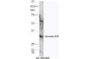 Mouse stomach lysates probed with Rabbit Anti-Annexin A10 Polyclonal Antibody, Unconjugated (ABIN710081) at 1:300 overnight at 4˚C. (Annexin a10 antibody  (AA 251-324))