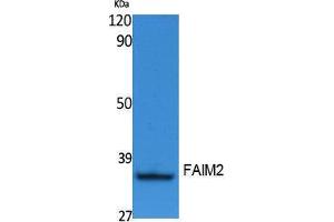 Western Blotting (WB) image for anti-Fas Apoptotic Inhibitory Molecule 2 (FAIM2) (N-Term) antibody (ABIN3187629) (FAIM2 antibody  (N-Term))