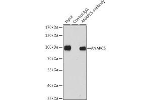 Immunoprecipitation analysis of 200 μg extracts of MCF-7 cells, using 3 μg  antibody (ABIN6127359, ABIN6136867, ABIN6136868 and ABIN6222919).