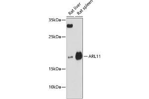Western blot analysis of extracts of various cell lines, using  antibody (ABIN6131174, ABIN6137107, ABIN6137108 and ABIN6217159) at 1:3000 dilution. (ARL11 antibody  (AA 1-196))