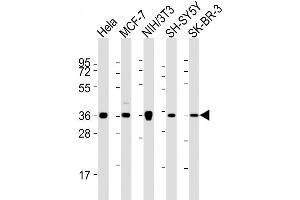 Western Blot at 1:2000 dilution Lane 1: Hela whole cell lysates Lane 2: MCF-7 whole cell lysates Lane 3: NIH/3T3 whole cell lysates Lane 4: SH-SY5Y whole cell lysates Lane 5: SK-BR-3 whole cell lysates Lysates/proteins at 20 ug per lane. (Annexin A2 antibody  (N-Term))