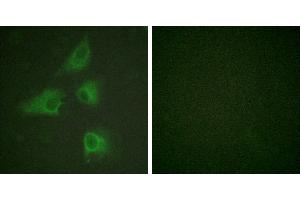 Peptide - +Immunofluorescence analysis of HeLa cells, using DRP-2 (Ab-514) antibody.