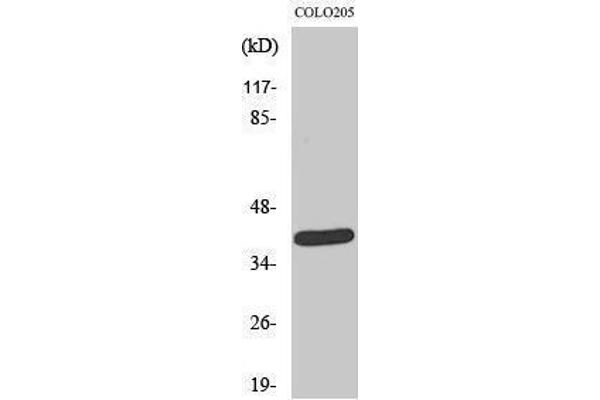 NEGR1 antibody  (Internal Region)