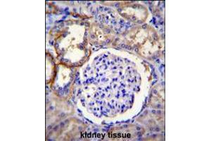 FA96A Antibody immunohistochemistry analysis in formalin fixed and paraffin embedded human kidney tissue followed by peroxidase conjugation of the secondary antibody and DAB staining.
