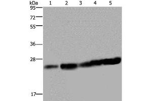 Western Blot analysis of Hela and Jurkat cell, Mouse liver tissue, K562 and A375 cell using MOB1A Polyclonal Antibody at dilution of 1:200 (MOB1A antibody)