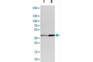 Western blot analysis of cell lysates with CALHM2 polyclonal antibody . (CALHM2 antibody)
