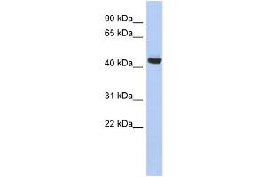 WB Suggested Anti-EXOC4 Antibody Titration: 0. (Sec8 antibody  (N-Term))