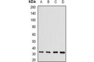Western blot analysis of Brn-5 expression in HepG2 (A), Raji (B), mouse liver (C), rat kidney (D) whole cell lysates.