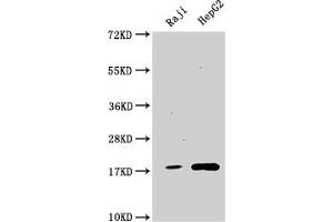 Western Blot Positive WB detected in: Raji whole cell lysate, HepG2 whole cell lysate All lanes: Cyclophilin A antibody at 1:1500 Secondary Goat polyclonal to rabbit IgG at 1/50000 dilution Predicted band size: 19, 12 kDa Observed band size: 19 kDa (Recombinant PPIA antibody)