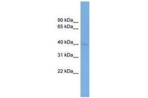 Image no. 1 for anti-Protein Phosphatase 1, Regulatory Subunit 8 (PPP1R8) (AA 35-84) antibody (ABIN6744696) (PPP1R8 antibody  (AA 35-84))