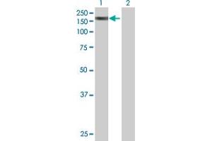 SMC3 antibody  (AA 1-1217)