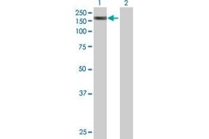 SMC3 antibody  (AA 1-1217)