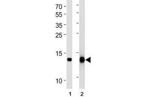 FABP4 antibody western blot analysis in (1) human placenta and (2) mouse 3T3-L1 lysate