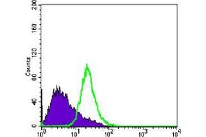 Flow cytometric analysis of PC-3 cells using anti-NKX3A mAb (green) and negative control (purple). (NKX3-1 antibody)