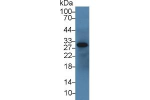 Western Blotting (WB) image for anti-Insulin-Like Growth Factor Binding Protein 1 (IGFBPI) (AA 112-263) antibody (ABIN7430582)