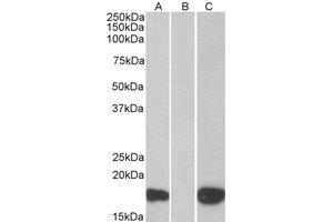 HEK293 lysate (10 µg protein in RIPA buffer) overexpressing Human PHLDA3 with C-terminal MYC tag probed with AP23766PU-N (1 µg/ml) in Lane A and probed with anti-MYC Tag (1/1000) in lane C. (PHLDA3 antibody  (C-Term))