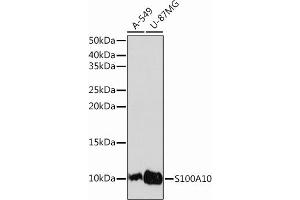 Western blot analysis of extracts of various cell lines, using S100 Rabbit mAb (ABIN7270122) at 1:1000 dilution. (S100A10 antibody)