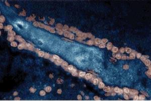 Immunohistochemical staining on a rabbit brain tissue section with the Mouse Anti-Yes antibody. (YES1 antibody  (AA 10-193))