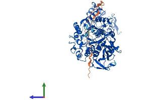 AlphaFold protein structure predicition of Mouse Recombinant Slc3a1 Protein, UniprotID Q91WV7 (SLC3A1 Protein (AA 1-685) (His tag))