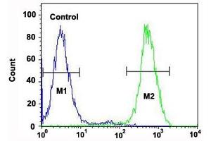 Flow cytometric analysis of Jurkat cells (right histogram) and a negative control cell (left histogram) reacted with RPS6KB2 monoclonal antibody  at 1:10-1:50 dilution.