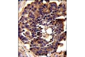 Formalin-fixed and paraffin-embedded mouse testis tissue reacted with PDRG Antibody (N-term), which was peroxidase-conjugated to the secondary antibody, followed by DAB staining. (PDRG1 antibody  (N-Term))