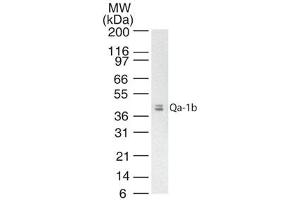 Image no. 1 for anti-Histocompatibility 2, T Region Locus 23 (H2-T23) antibody (ABIN959931) (H2-T23 antibody)