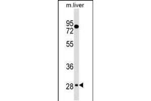 Western blot analysis in mouse liver tissue lysates (35ug/lane). (TEF antibody  (C-Term))