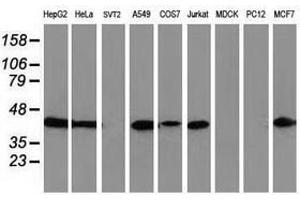 Image no. 3 for anti-ADP-Ribosylation Factor GTPase Activating Protein 1 (ARFGAP1) antibody (ABIN1496683) (ARFGAP1 antibody)
