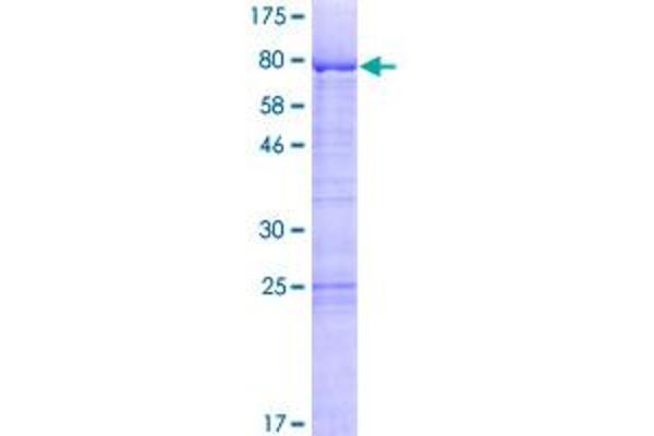 LSM14A Protein (AA 1-463) (GST tag)