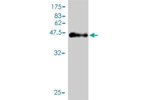 Western Blot detection against Immunogen (46. (DNAH14 antibody  (AA 1-189))