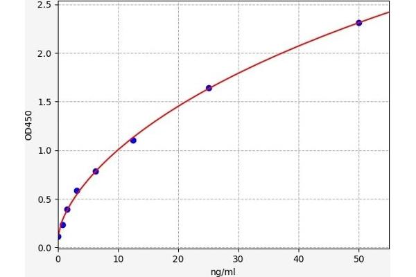 STAT5B ELISA Kit