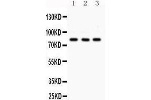 Western Blotting (WB) image for anti-Sp3 Transcription Factor (Sp3) (AA 569-599), (C-Term) antibody (ABIN3043350) (Sp3 antibody  (C-Term))